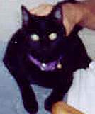 ruthiethecat.jpg
